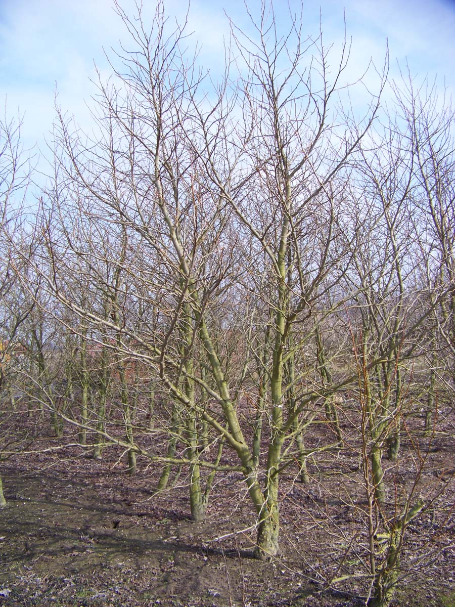 Liquidambar styraciflua 'Worplesdon' solitair solitair