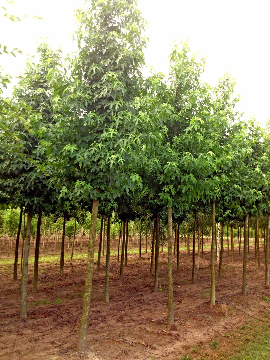 Liquidambar styraciflua 'Worplesdon' op stam op stam