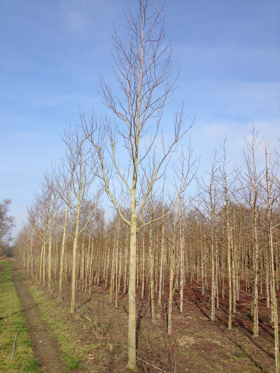 Liquidambar styraciflua 'Worplesdon' op stam op stam