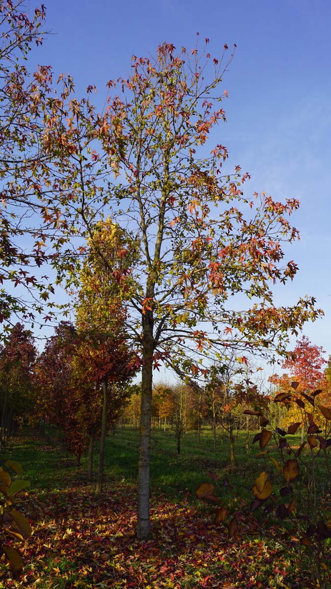 Liquidambar styraciflua 'Worplesdon' op stam op stam