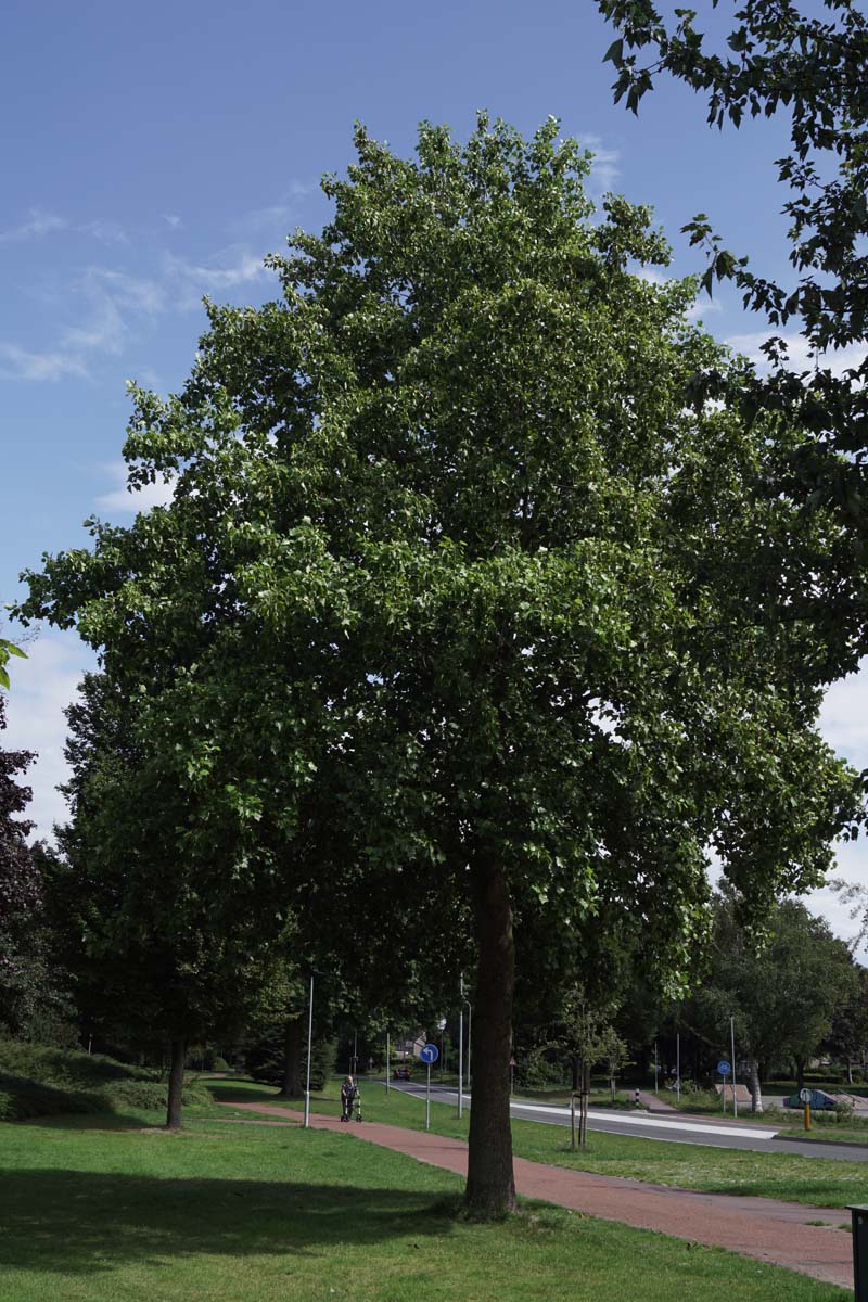 Liriodendron tulipifera op stam op stam