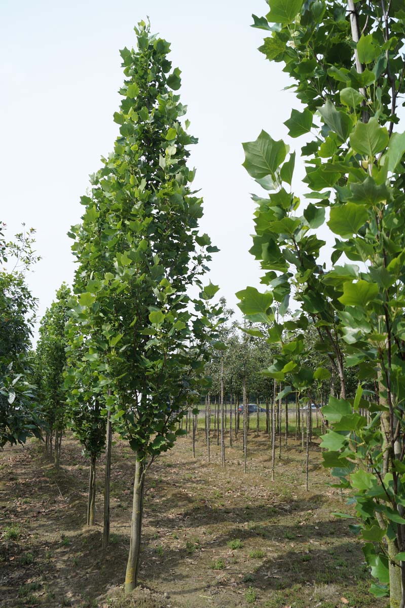 Liriodendron tulipifera 'Fastigiatum' op stam op stam