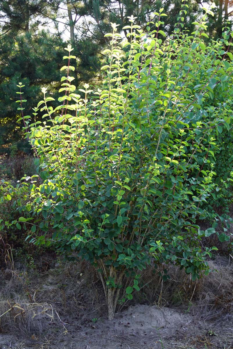 Lonicera xylosteum Mehrstämmig / Strauch