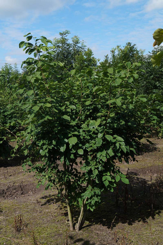 Maackia amurensis meerstammig / struik meerstammig