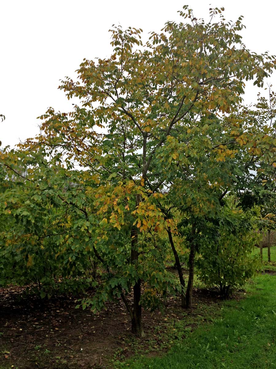 Maackia amurensis meerstammig / struik meerstammig