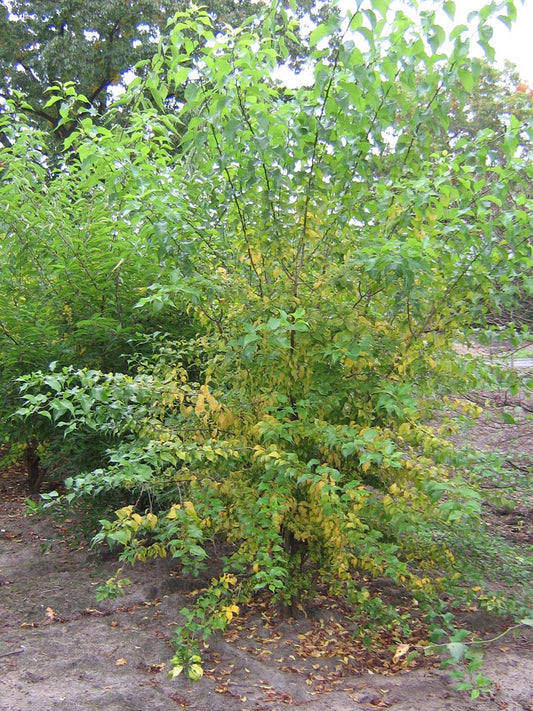 Maclura pomifera meerstammig / struik meerstammig