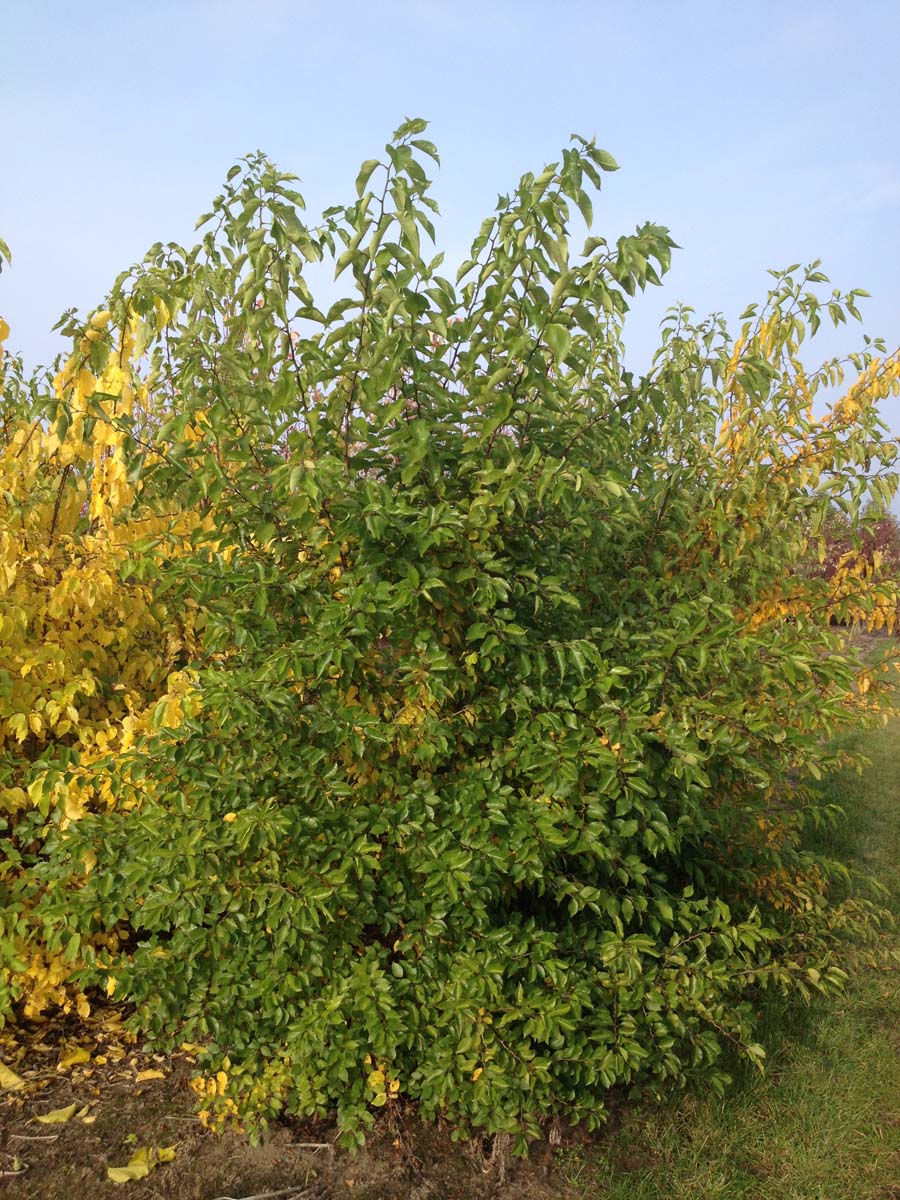 Maclura pomifera meerstammig / struik meerstammig