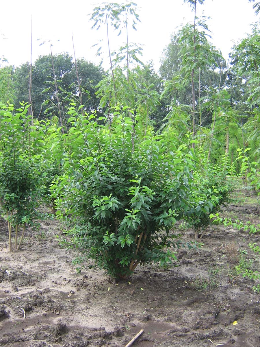 Maclura pomifera meerstammig / struik meerstammig
