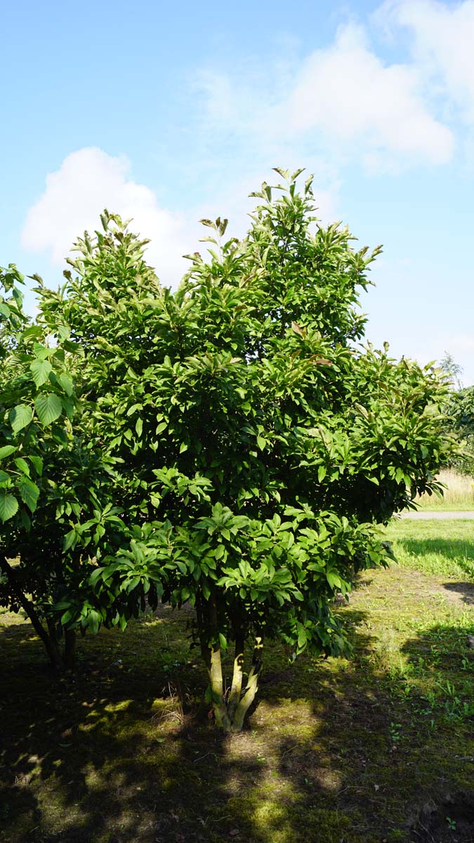 Magnolia 'Betty' meerstammig / struik meerstammig