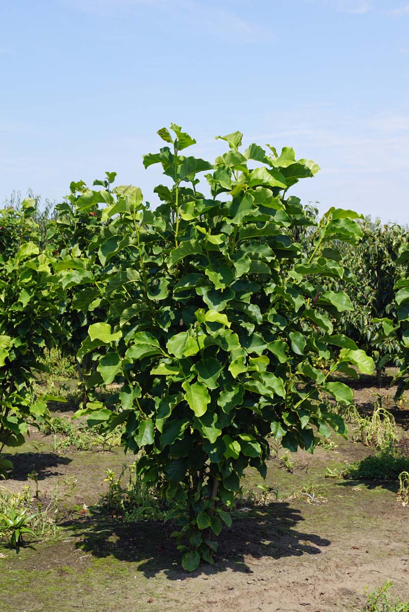 Magnolia 'Black Beauty' meerstammig / struik meerstammig