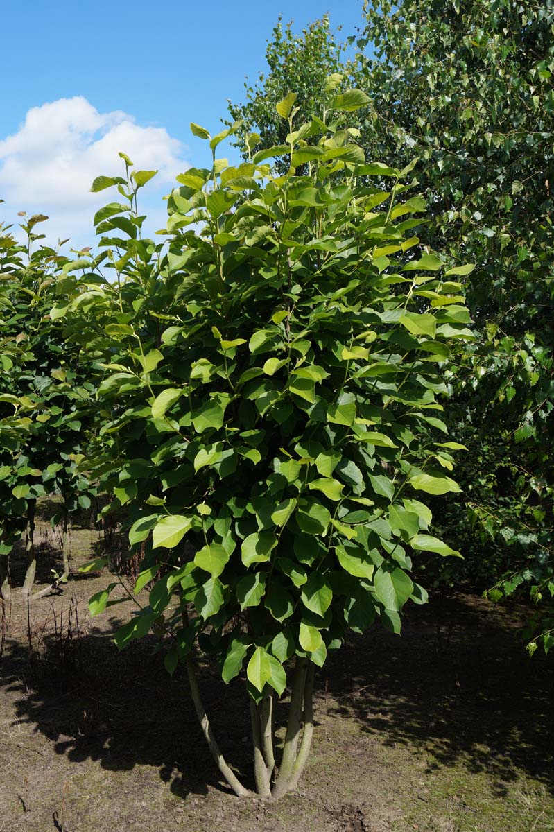 Magnolia denudata meerstammig / struik meerstammig