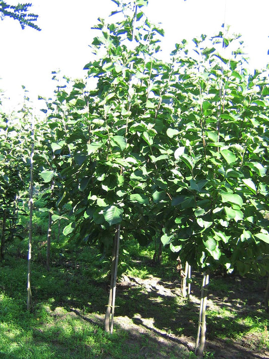 Magnolia denudata 'Fei Huang' op stam op stam