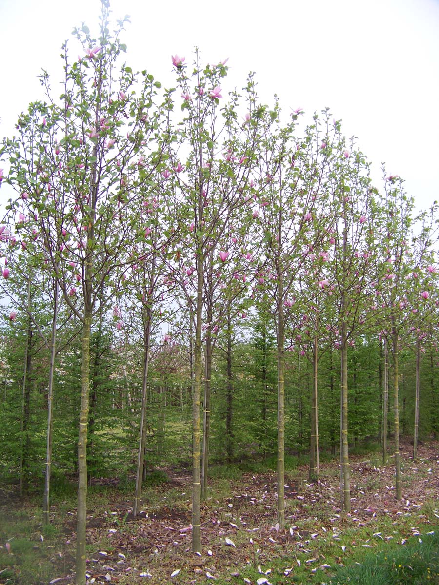 Magnolia 'Galaxy' op stam op stam