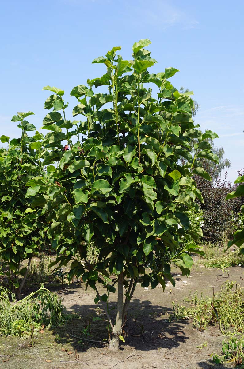 Magnolia 'Galaxy' meerstammig / struik meerstammig
