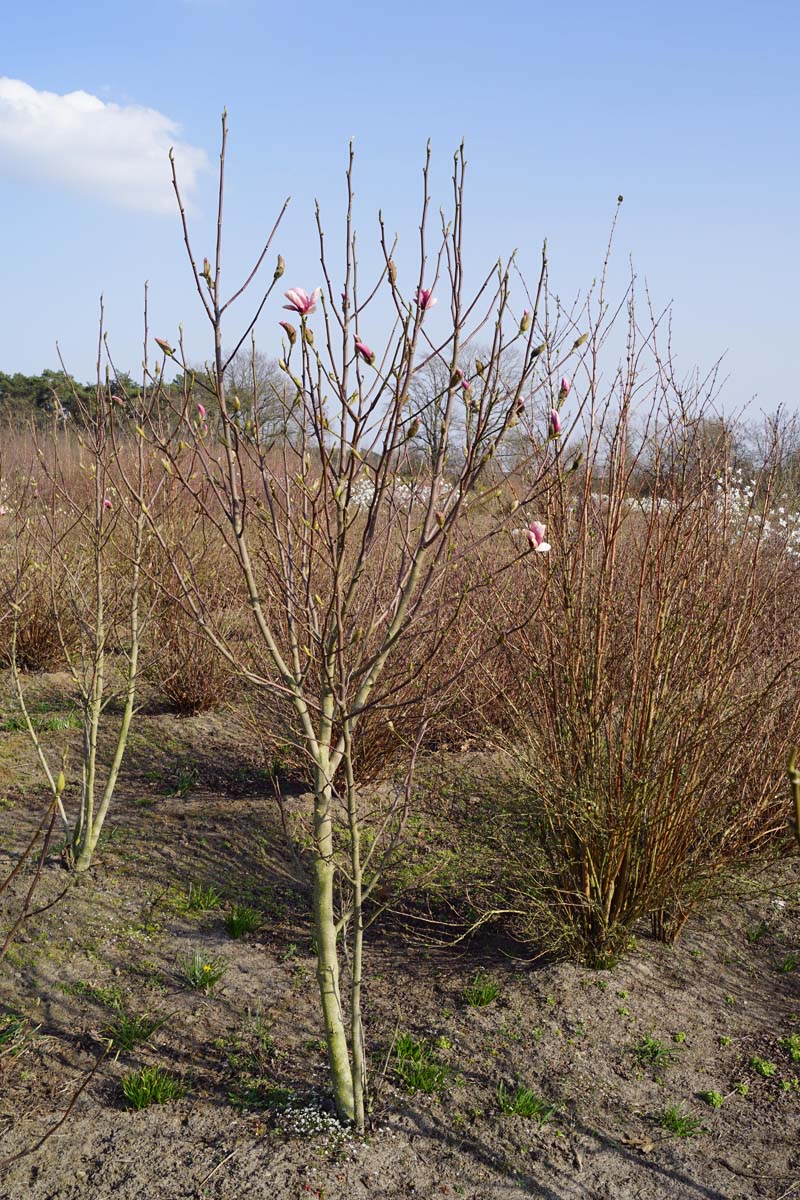 Magnolia 'Galaxy' meerstammig / struik meerstammig