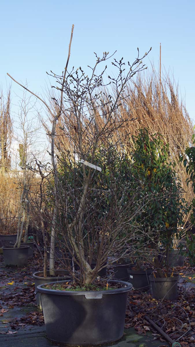 Magnolia 'George Henry Kern' meerstammig / struik meerstammig