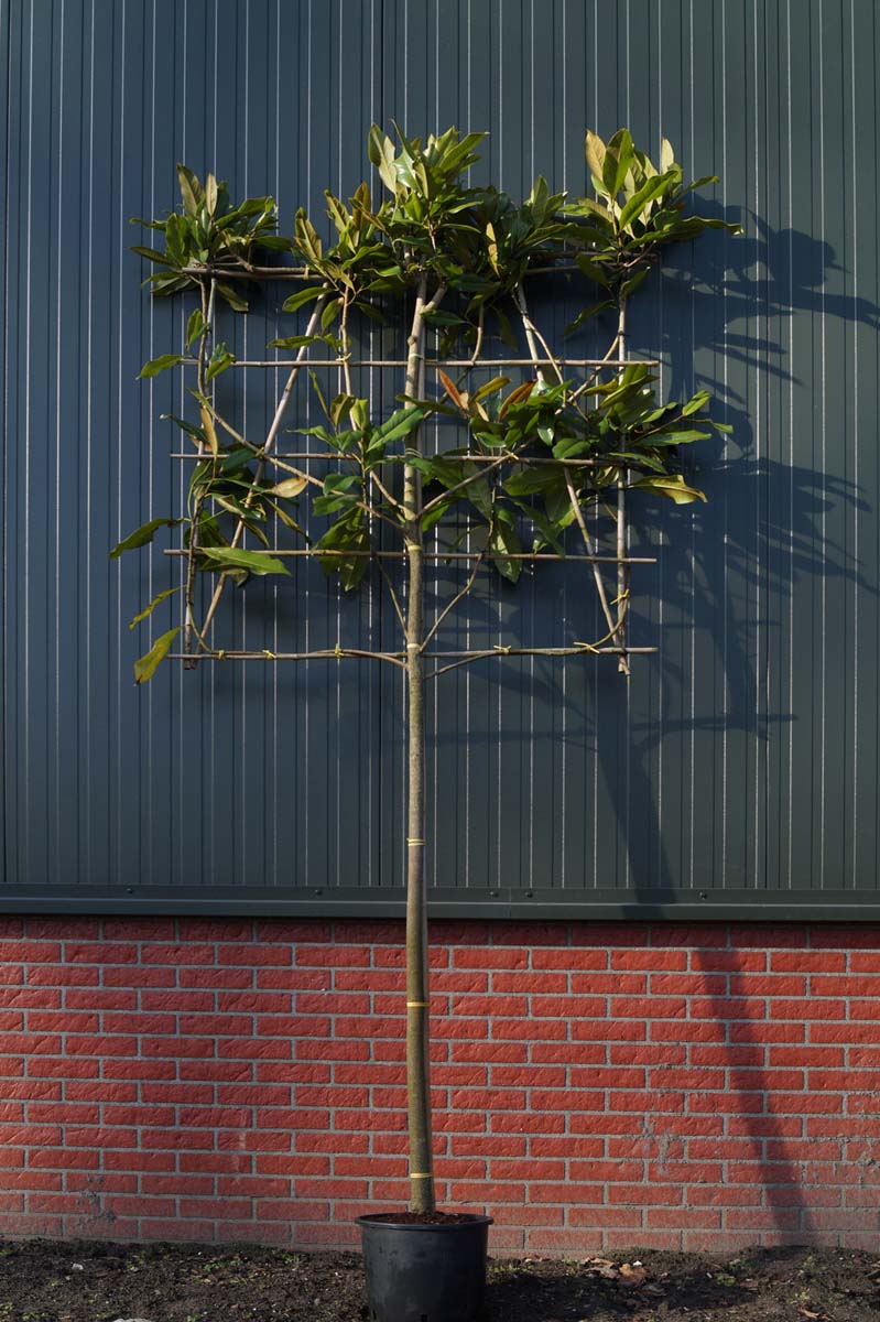 Magnolia grandiflora 'Galissonnière' leiboom leiboom