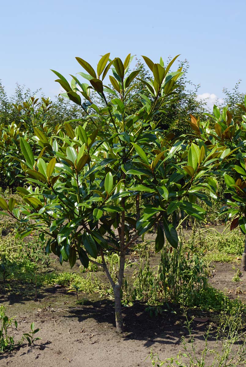 Magnolia grandiflora 'Galissonnière' solitair solitair