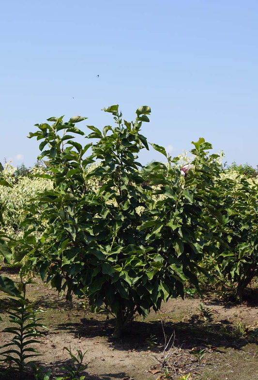 Magnolia 'Heaven Scent' meerstammig / struik meerstammig