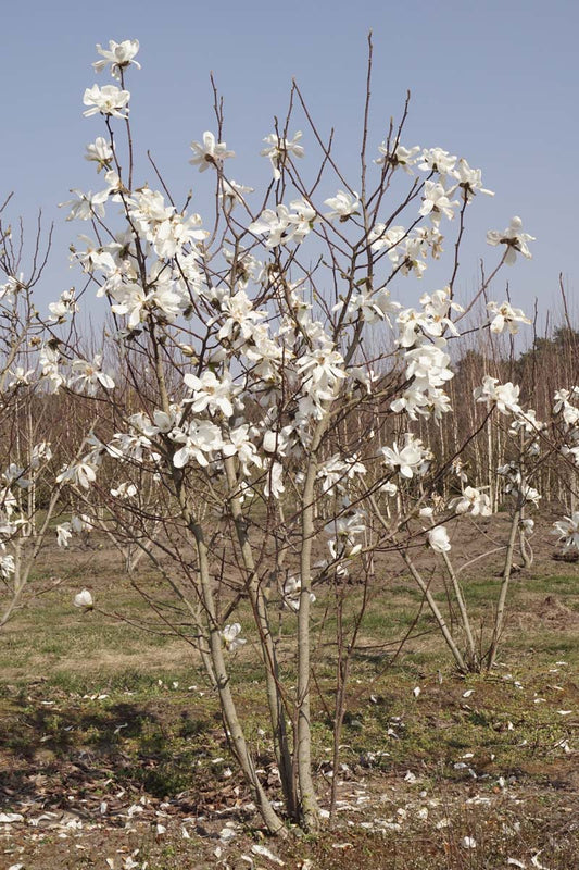 Magnolia loebneri 'Merrill' meerstammig / struik meerstammig