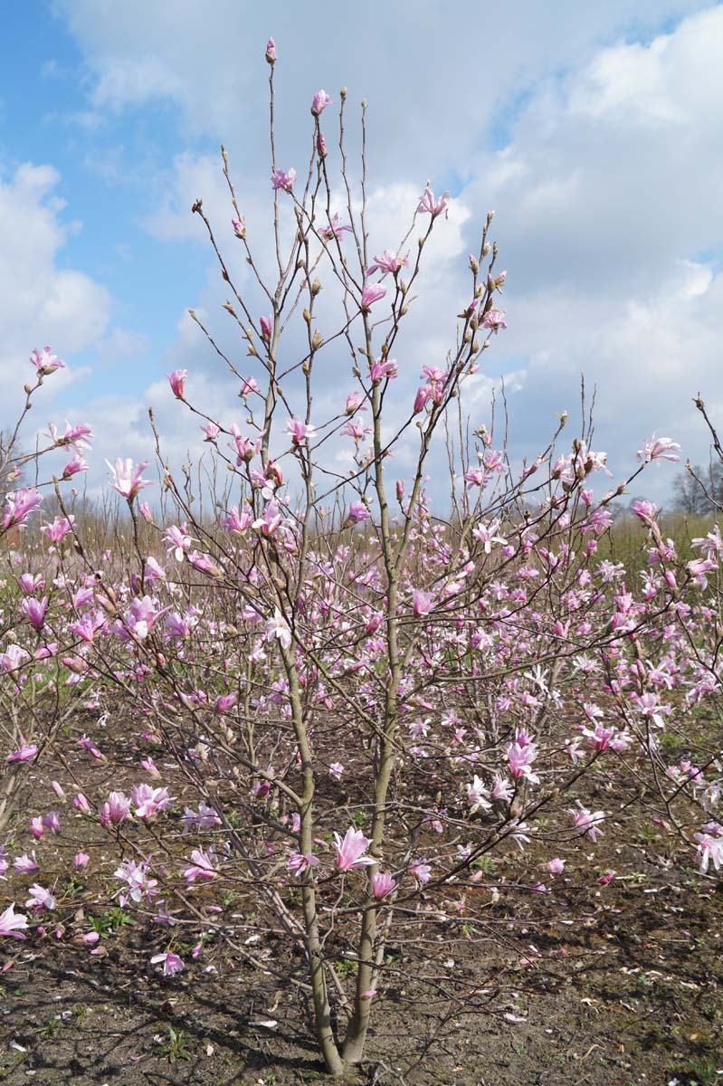 Magnolia loebneri 'Leonard Messel' meerstammig / struik meerstammig