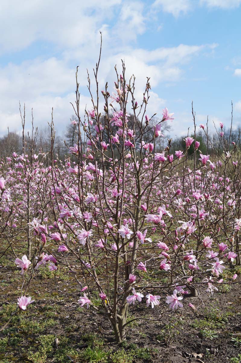 Magnolia loebneri 'Leonard Messel' meerstammig / struik meerstammig