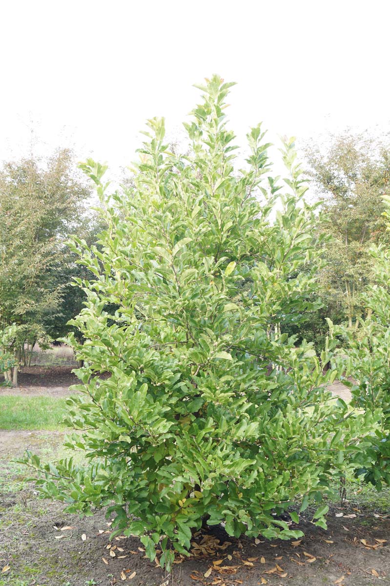 Magnolia loebneri 'Leonard Messel' meerstammig / struik meerstammig