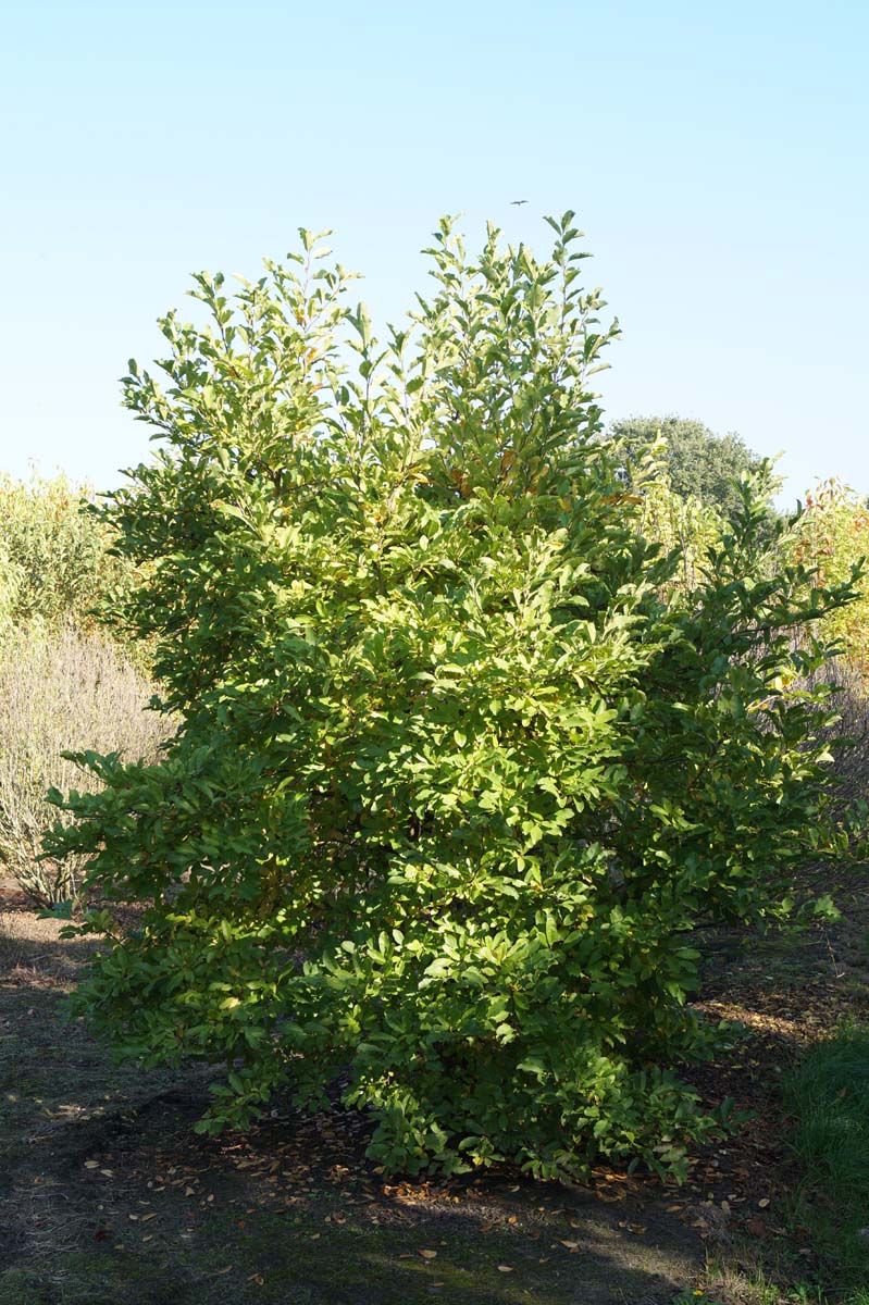 Magnolia loebneri 'Leonard Messel' meerstammig / struik meerstammig
