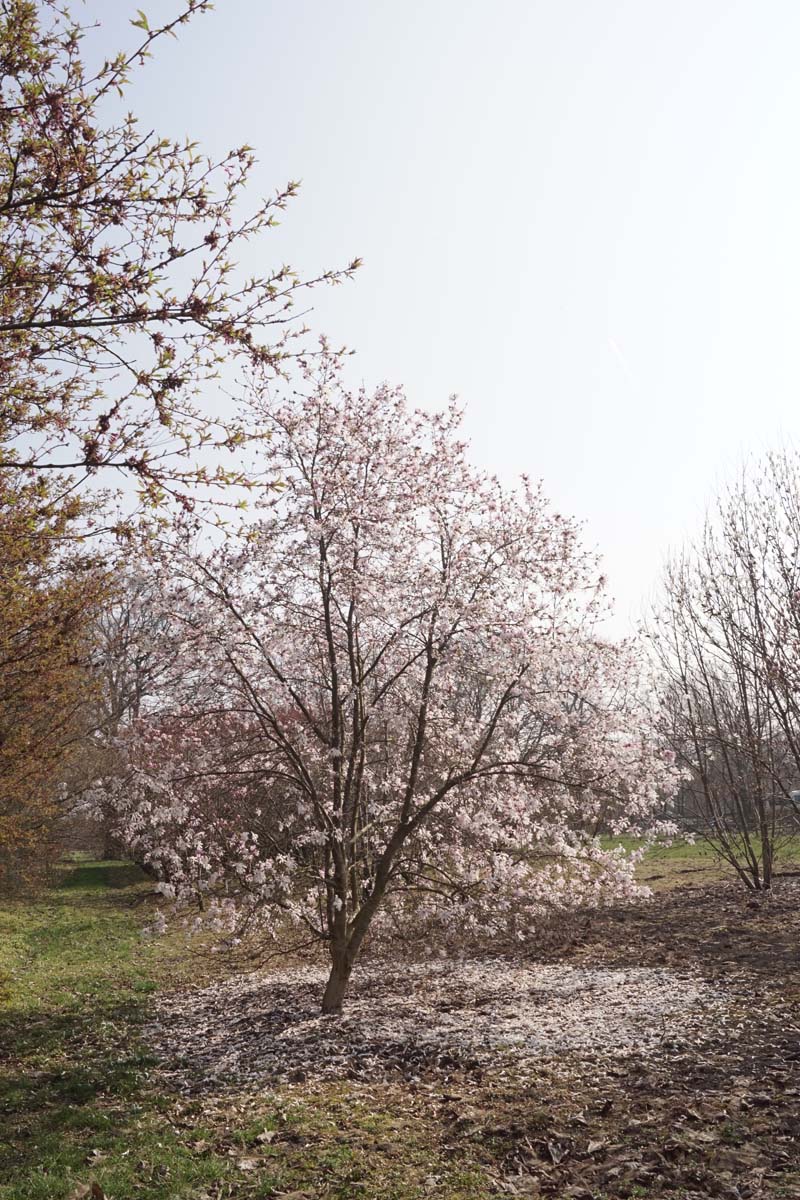 Magnolia loebneri 'Leonard Messel' solitair solitair