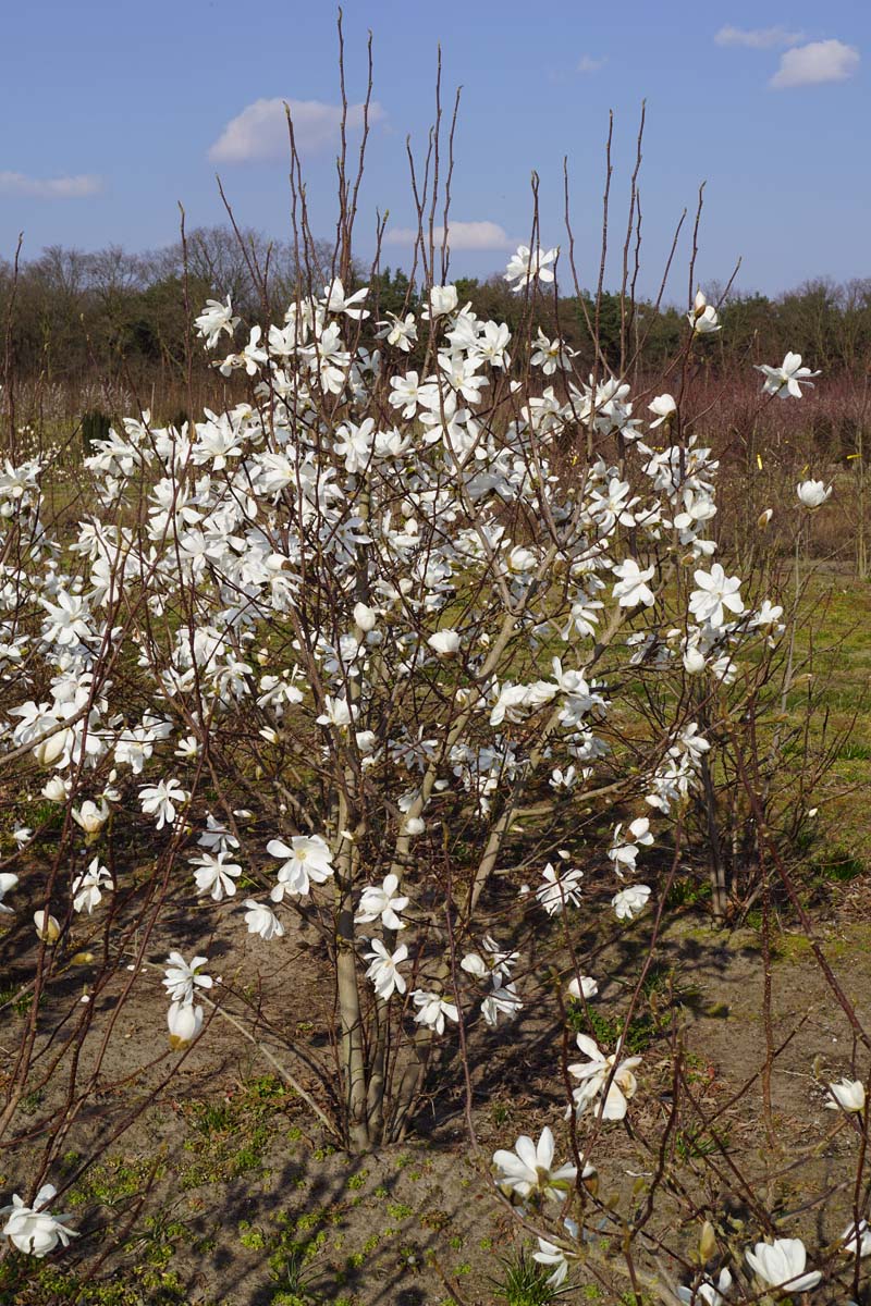 Magnolia loebneri 'Merrill' meerstammig / struik meerstammig