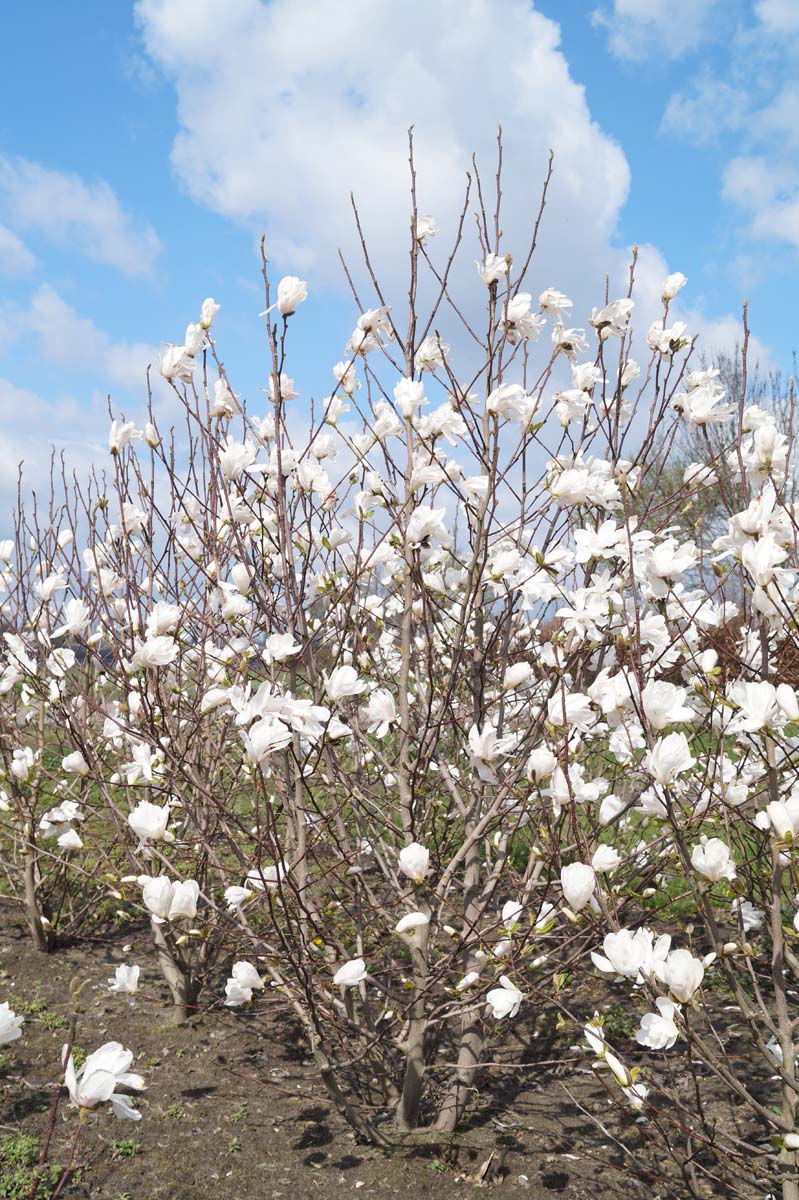 Magnolia loebneri 'Merrill' meerstammig / struik meerstammig
