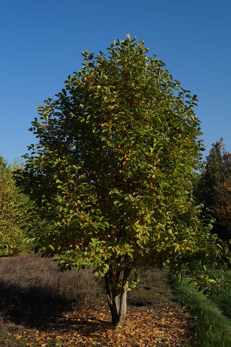 Magnolia loebneri 'Merrill' meerstammig / struik meerstammig