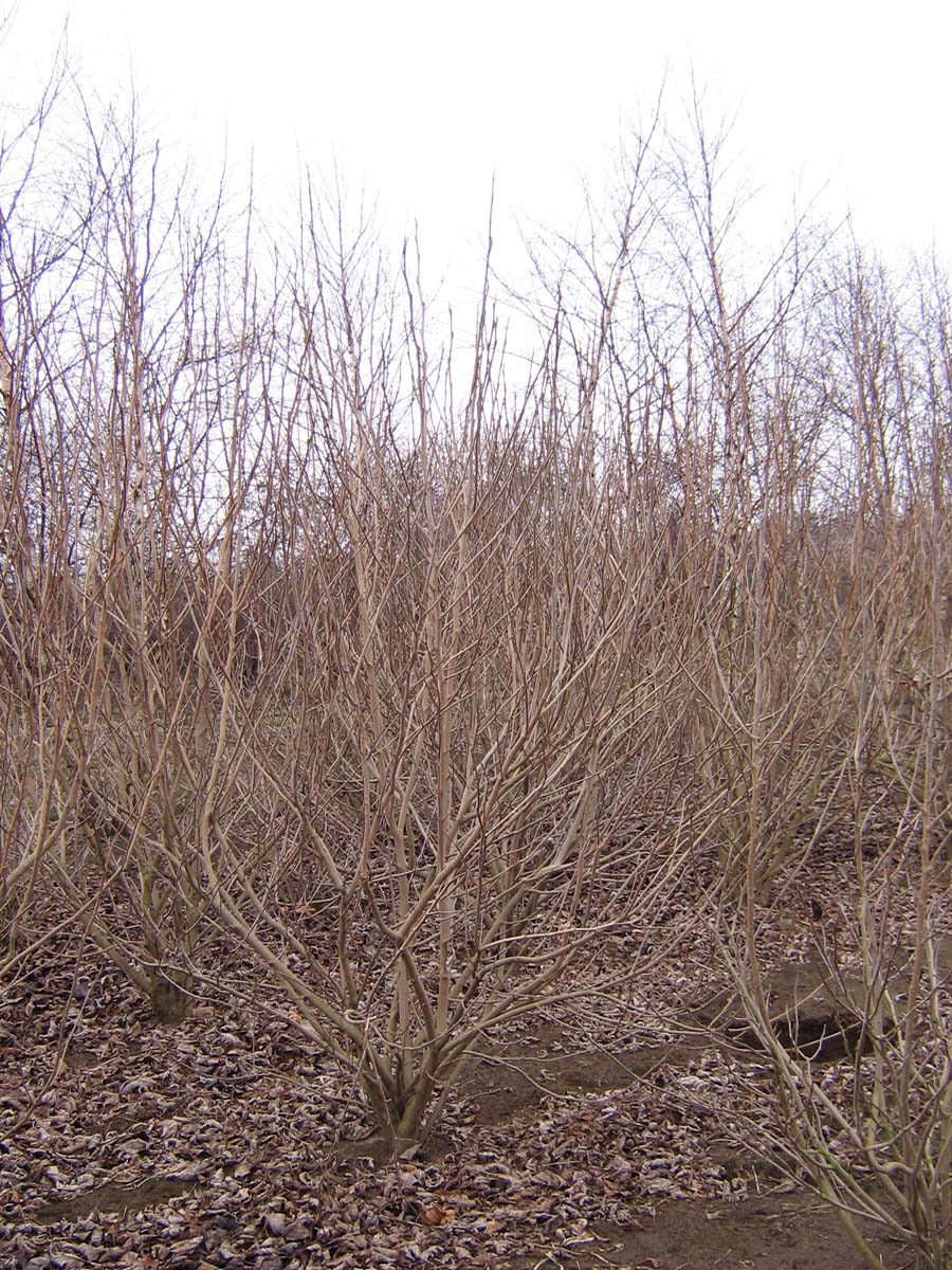 Magnolia proctoriana meerstammig / struik meerstammig