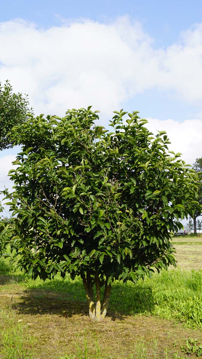Magnolia 'Red Lucky' meerstammig / struik meerstammig