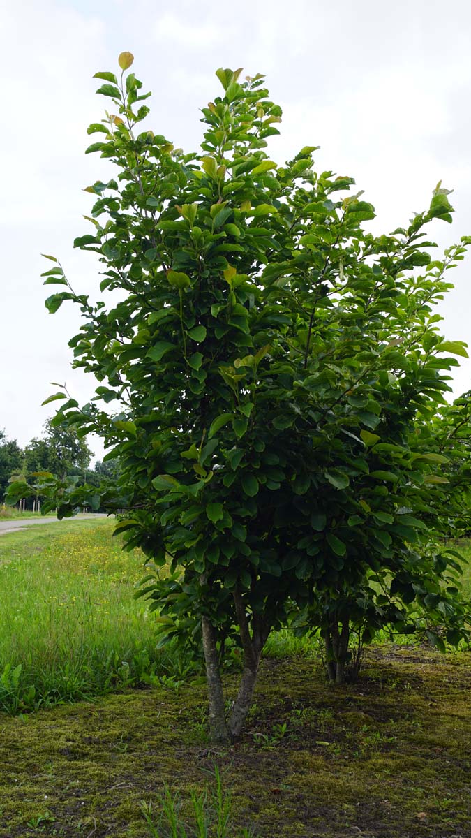Magnolia 'Red Lucky' meerstammig / struik meerstammig