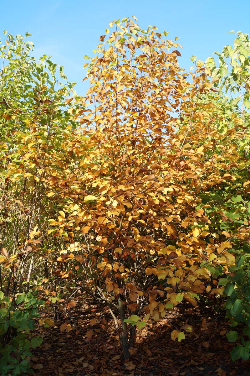 Magnolia 'Red Lucky' meerstammig / struik meerstammig