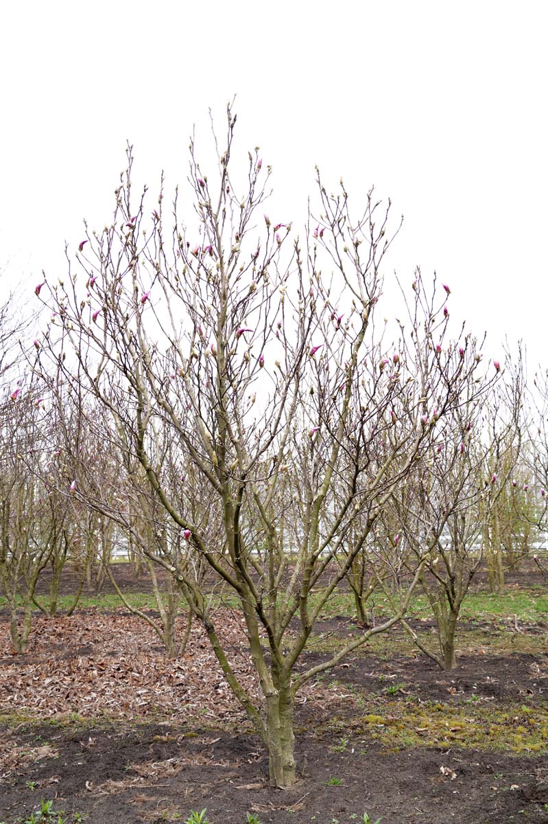 Magnolia 'Red Lucky' meerstammig / struik meerstammig