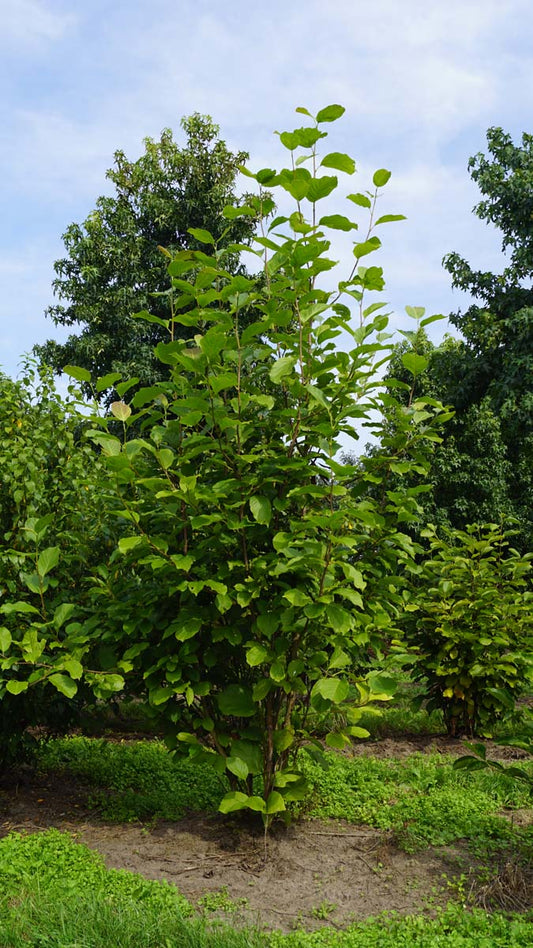 Magnolia 'Ricki' meerstammig / struik meerstammig