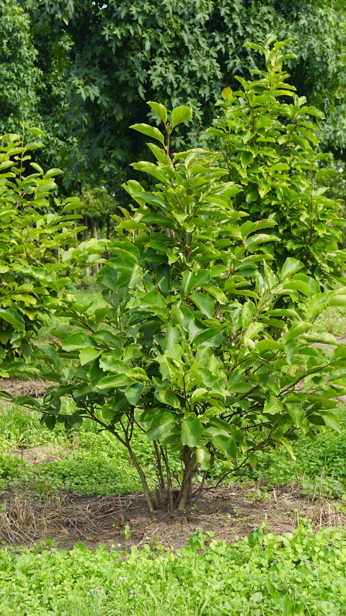 Magnolia 'Ricki' meerstammig / struik meerstammig