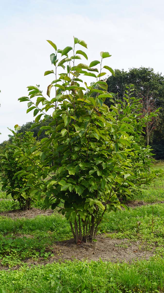Magnolia 'Ricki' meerstammig / struik meerstammig