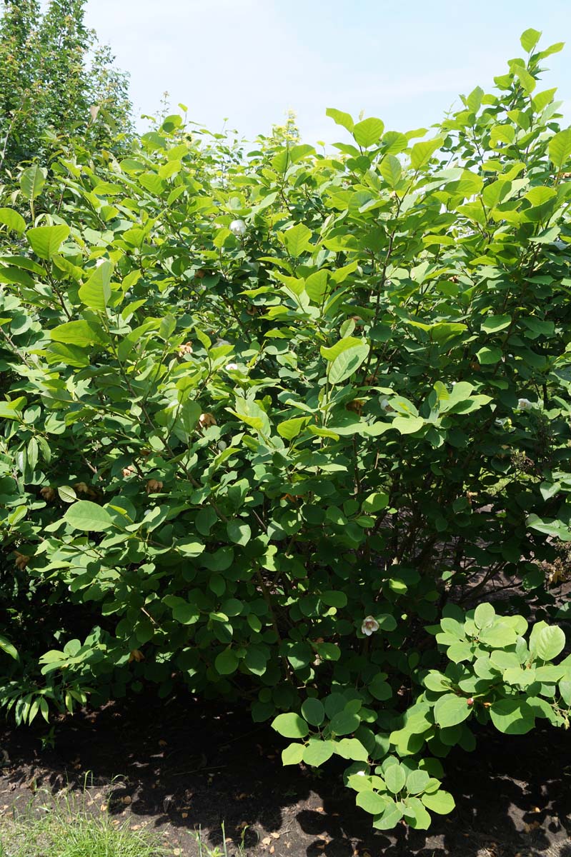 Magnolia sieboldii meerstammig / struik meerstammig