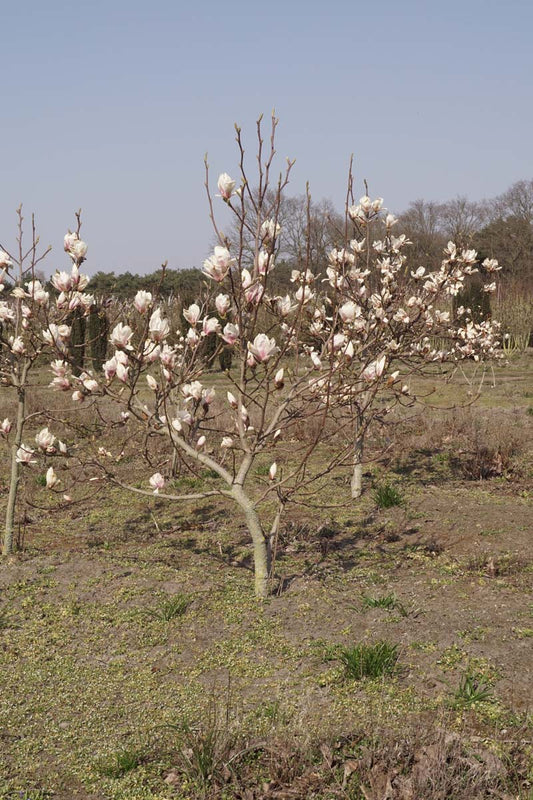 Magnolia soulangeana meerstammig / struik meerstammig