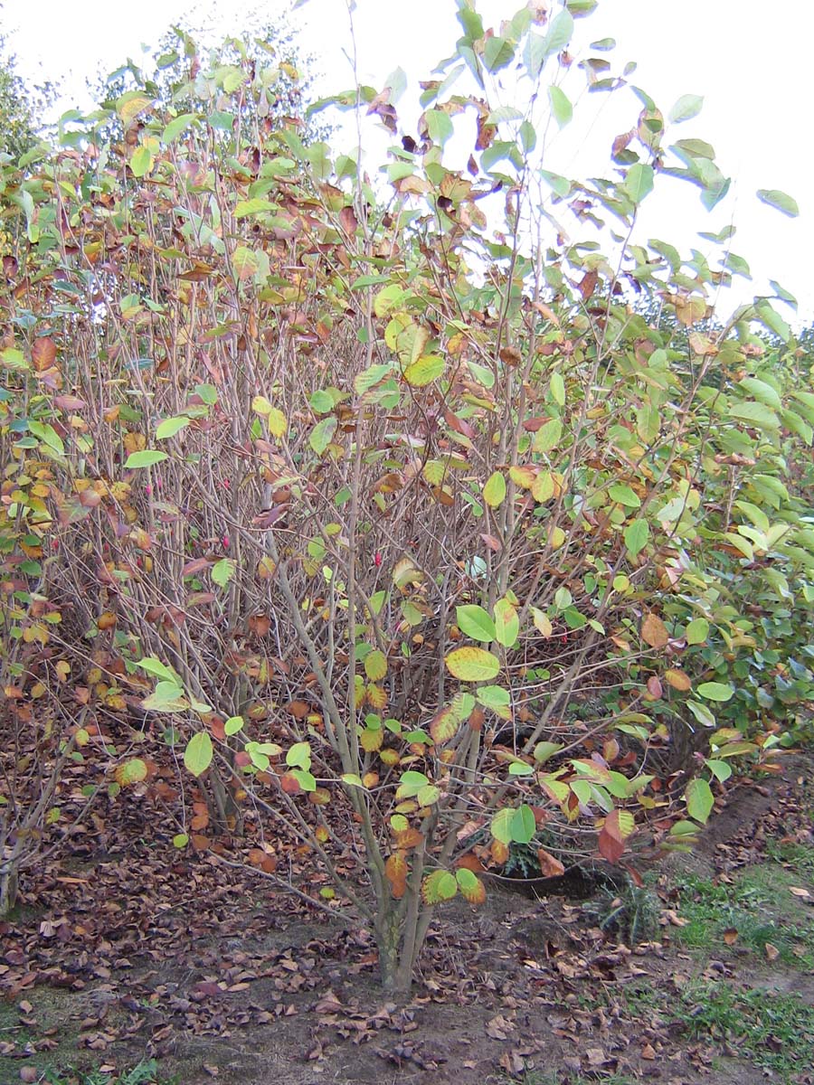Magnolia soulangeana meerstammig / struik meerstammig
