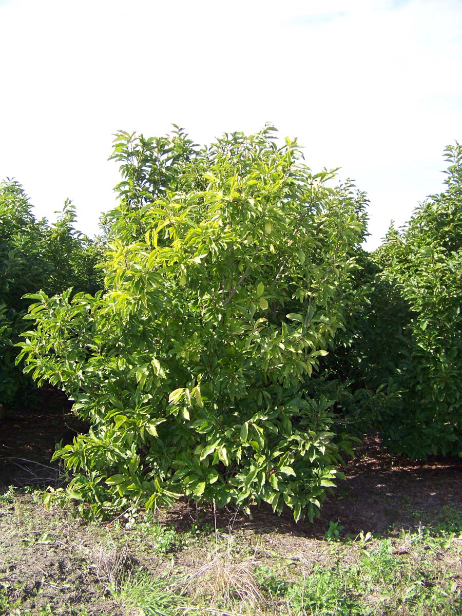 Magnolia soulangeana meerstammig / struik meerstammig