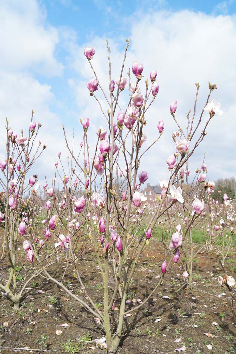 Magnolia soulangeana 'Rustica Rubra' meerstammig / struik meerstammig
