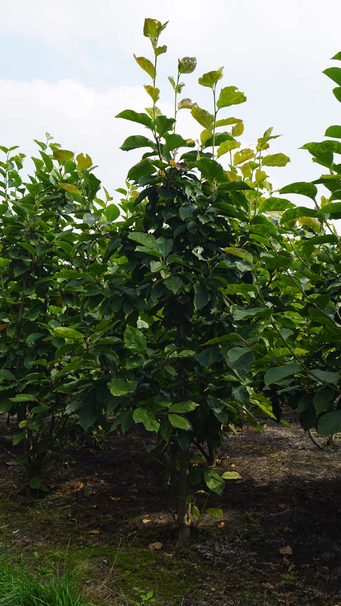 Magnolia soulangeana 'Sundew' meerstammig / struik meerstammig