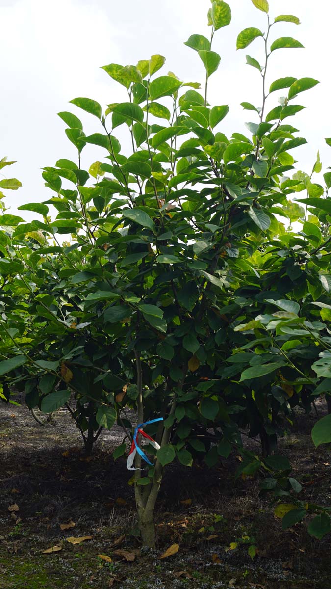 Magnolia soulangeana 'Sundew' meerstammig / struik meerstammig