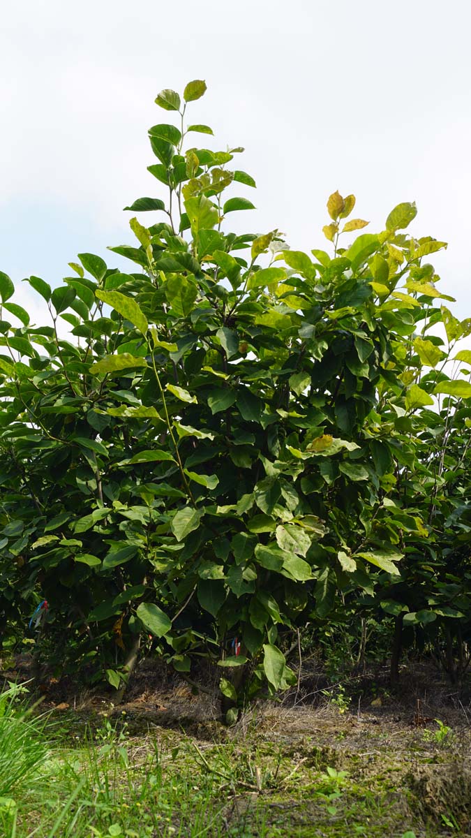 Magnolia soulangeana 'Sundew' meerstammig / struik meerstammig