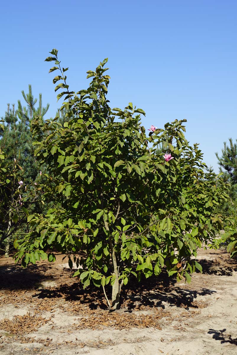 Magnolia soulangeana 'Sundew' meerstammig / struik meerstammig