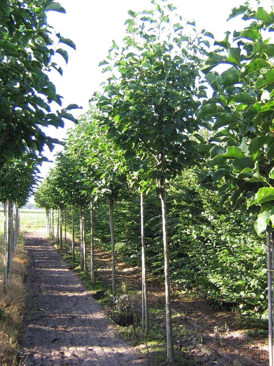 Magnolia 'Spectrum' op stam op stam